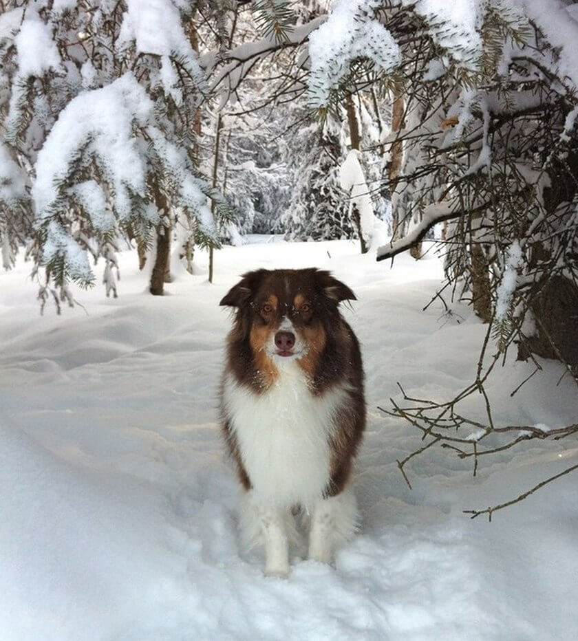 dog snow winter trees