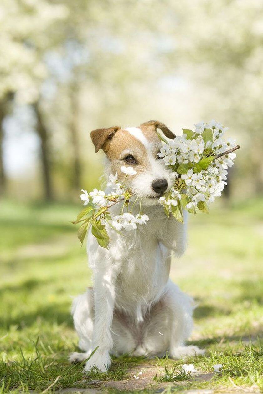 dog with flowers