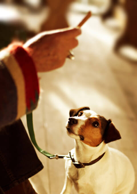 Dog about to be given toxic jerky treat from China