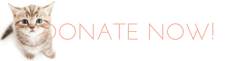 donate-now-kitten-banner