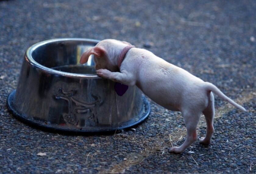 tiny puppy peering over giant empty pet food bowl