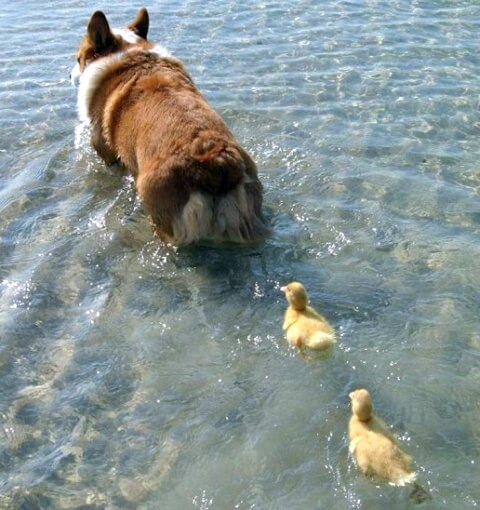 duck mommy dog