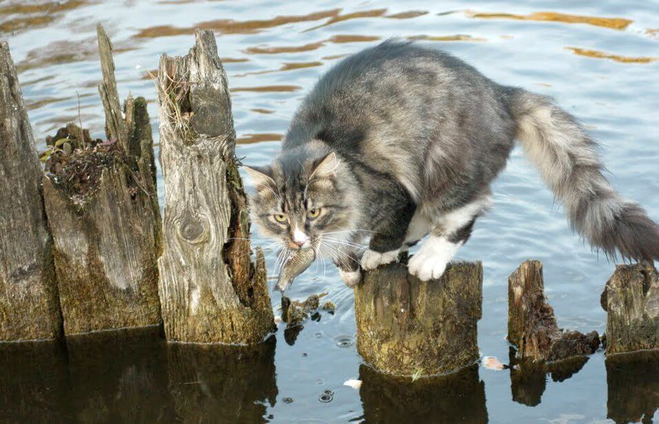 fishing cat