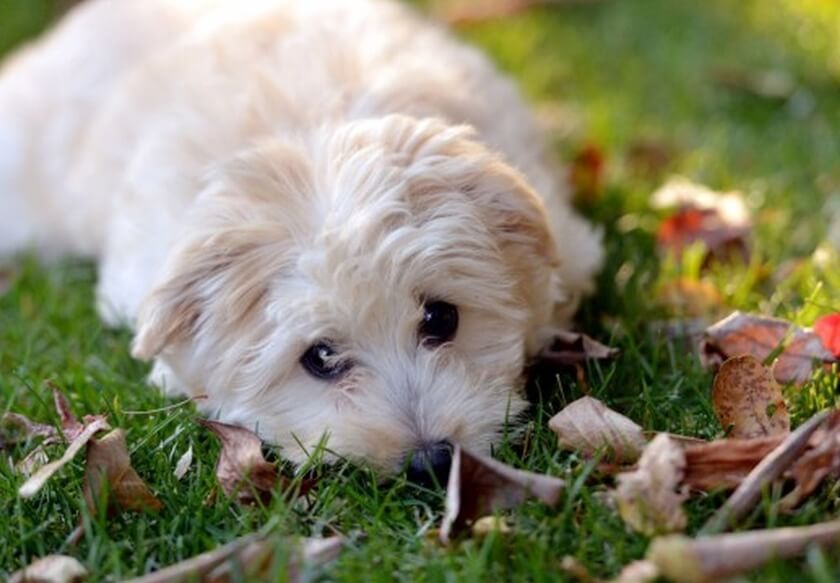 dog laying in the grass