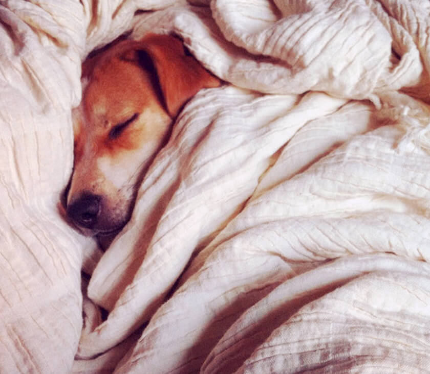 Happy dog snuggling under the covers asleep napping cute