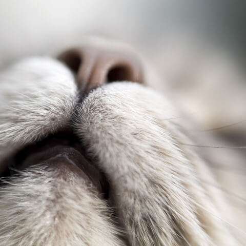 heart shaped button nose