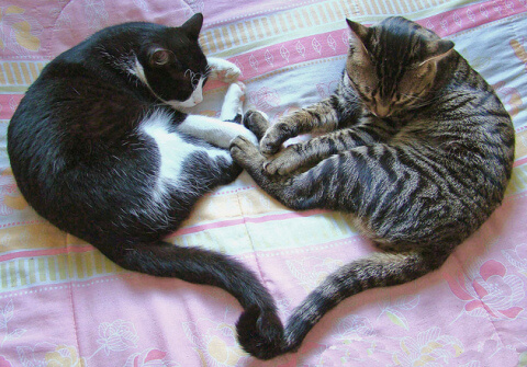 heart shaped snuggle