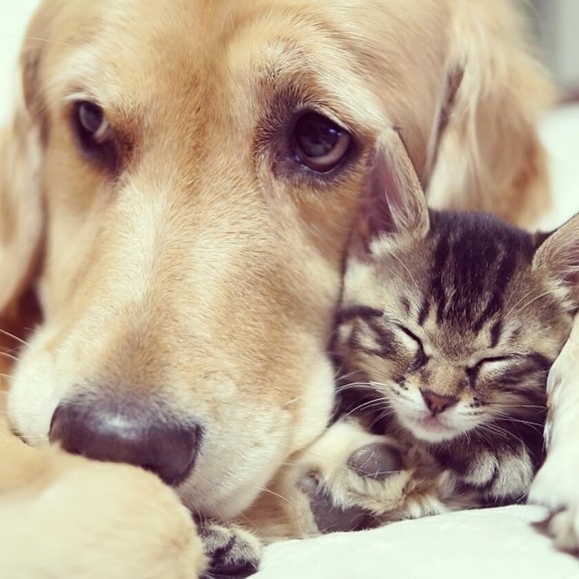 cute kittens and puppies sleeping together