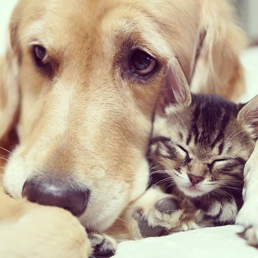 kitten-rescued-golden-retriever-cute kitten sleeping together