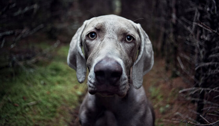 lonely dog in the woods alone