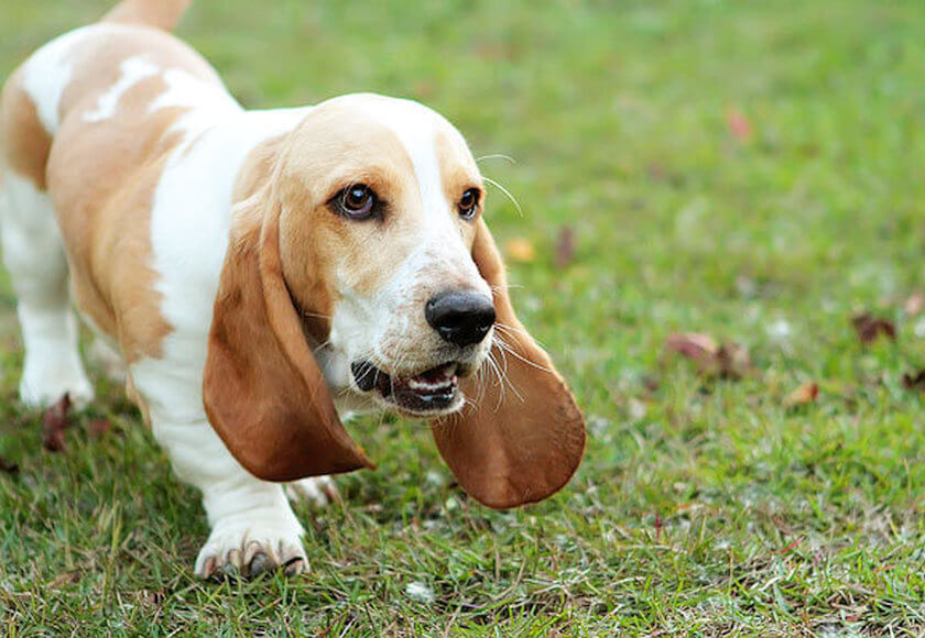 basset-hound-puppy