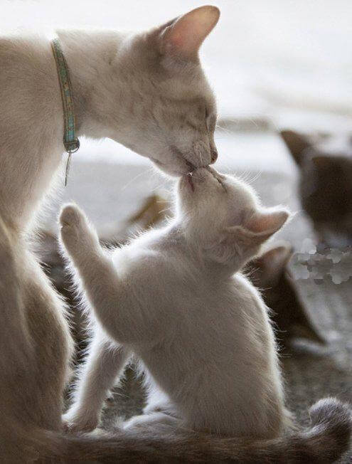 mommy cat and kitten kiss