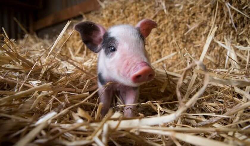 piglet in barn cute