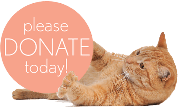 png_cat_by_eross_666-d5459g