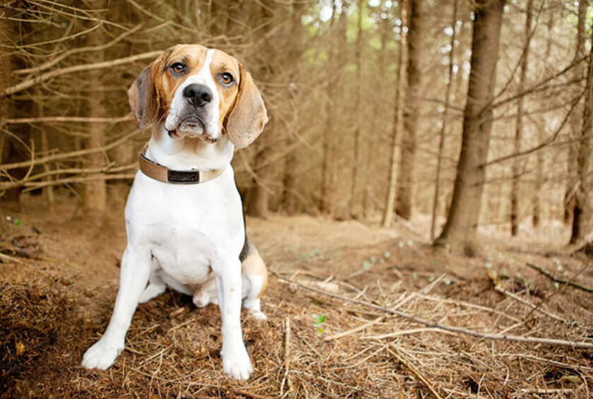 dog in the woods