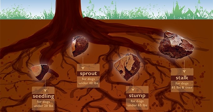 ruff roots