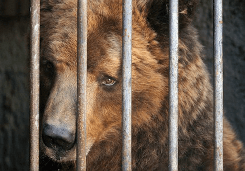 sad bear caged