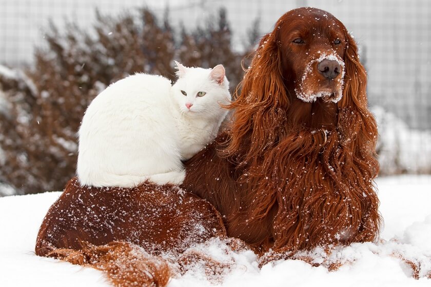 cat dog snuggle in snow bff