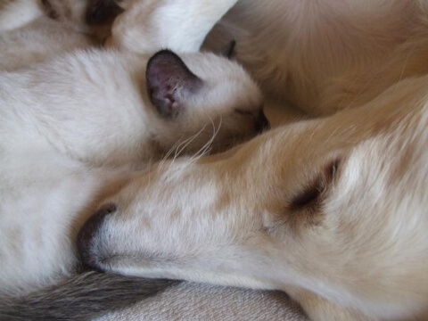 snuggle buddies dog cat kitten cuddle puddle