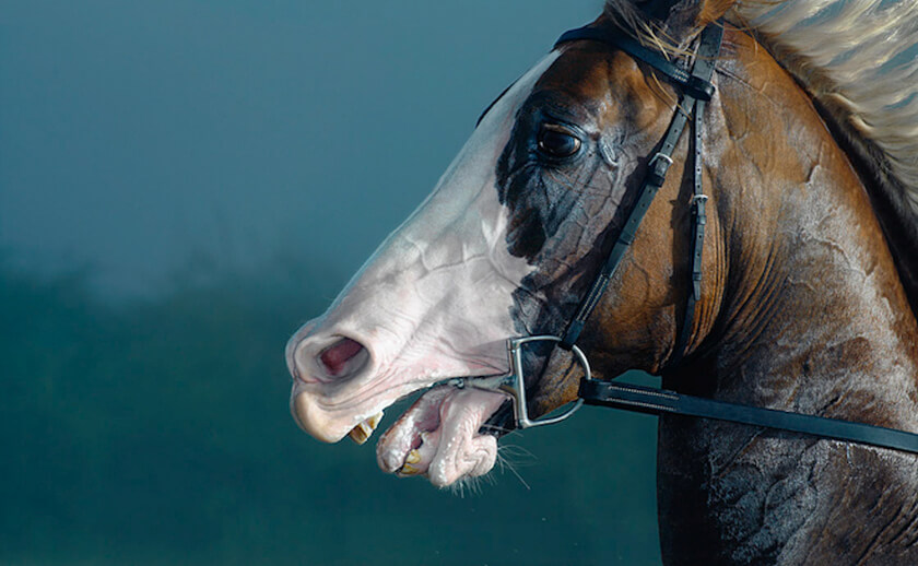 tim-flach photographer