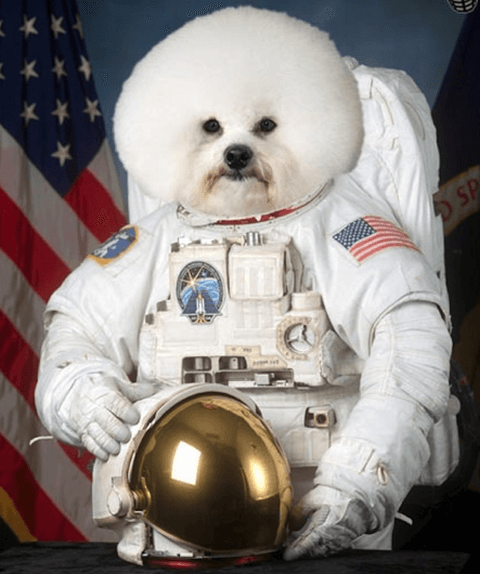 Space cowboy dog
