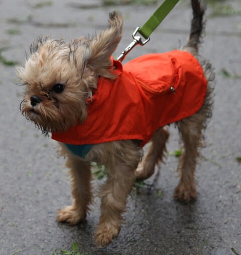 wet and cold little dog in the wind and rain